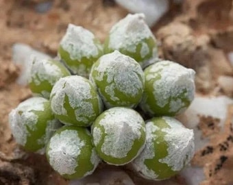 Oophytum Oviforme Seeds: Rare Living Stone Succulent (10 Seeds)
