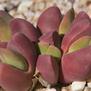 Vanheerdea divergens, rare living stones, 10 seeds [SEEDS ONLY]