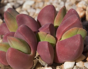 Vanheerdea divergens, piedras vivas raras, 10 semillas [SOLO SEMILLAS]