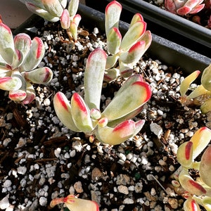 Rare plants, Cotyledon Orbiculata cv. long leaf Variegated