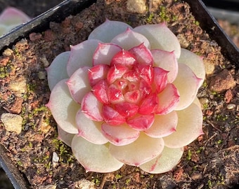 Rare succulent, Echeveria Japanese Koukihana, 10 seeds