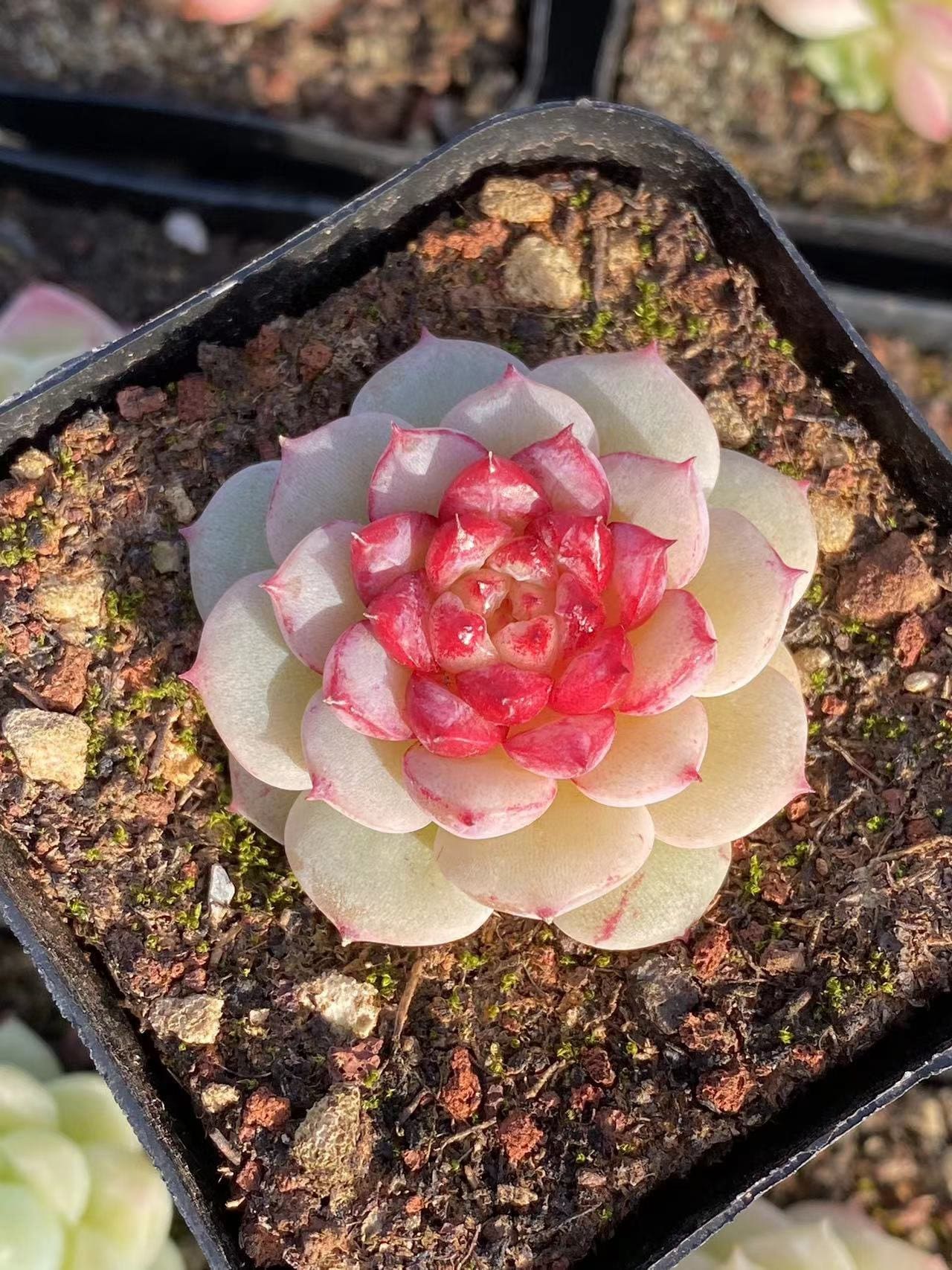 Rare Echeveria Koukihana Seeds: Japanese Succulent Hybrid (10 Seeds) - Etsy