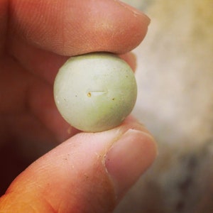 May include: A pale green, spherical object with a small, horizontal slit and a tiny brown spot is held between two fingers. The object has a smooth surface and appears to be a seed or a small fruit.
