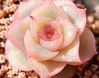 Echeveria 'Japanese White Tassel' Succulent Seeds (10 Seeds)