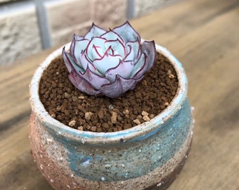 Echeveria estricto, 10 semillas, suculenta rara