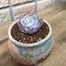 see more listings in the SEEDS: Echeveria section