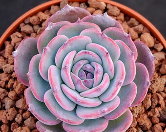 Echeveria secunda puebla, rare succulent, 10 seeds