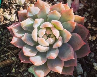 May include: A close-up of a succulent plant with fleshy, pink-tinged leaves arranged in a rosette pattern. The plant is growing in a bed of brown mulch.