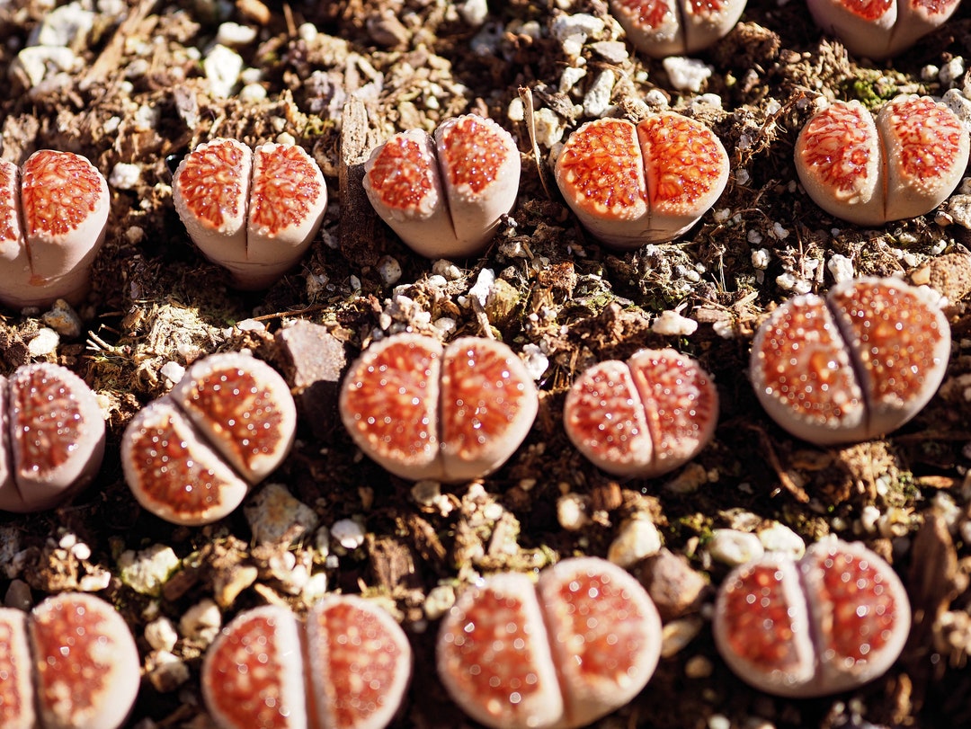 Rare Plants, Lithops Julii 'kikusiyo Giyoku' - Etsy