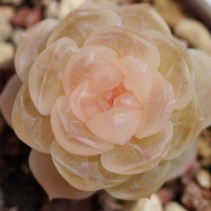 Echeveria japansk Momoiro Koi, sällsynta suckulenter, 10 frön [ENDAST FRÖN]