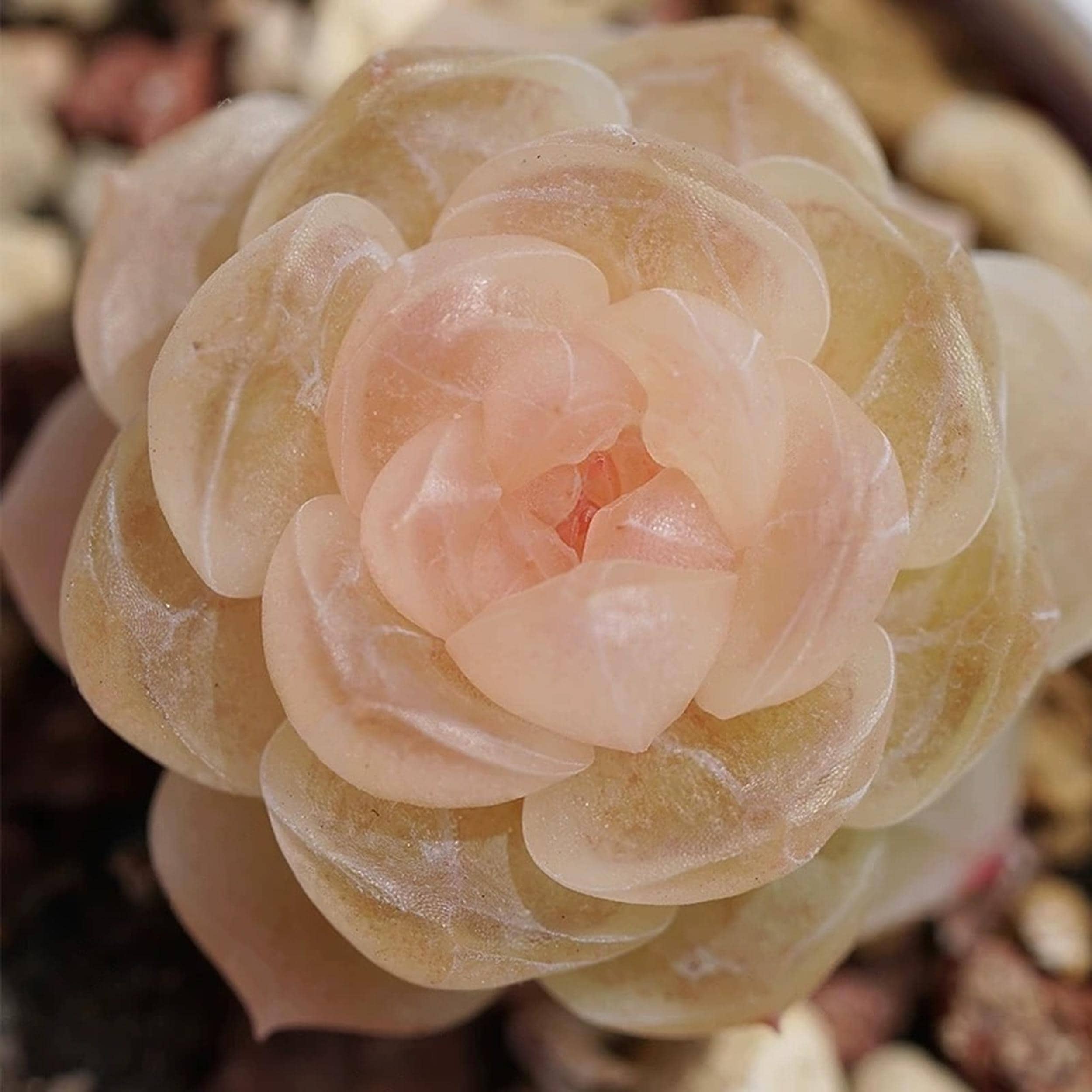 Echeveria Japanese Momoiro Koi, rare succulents, 10 seeds [SEEDS ONLY]