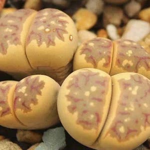 Lithops dorotheae, living stone, rare succulent, 10 seeds image 4