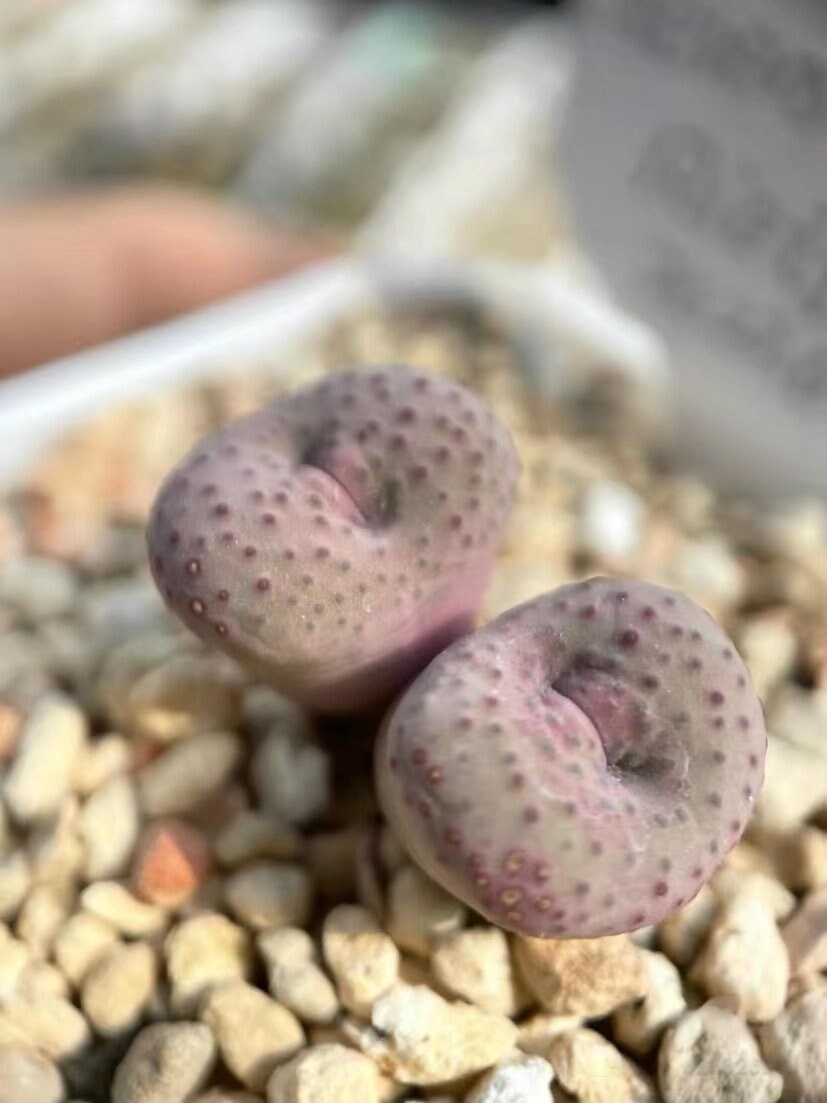 コノフィツム　stevens jonesianum Conophytum stevens-jonesianum, Ykosies Myn - HaworthiaLand