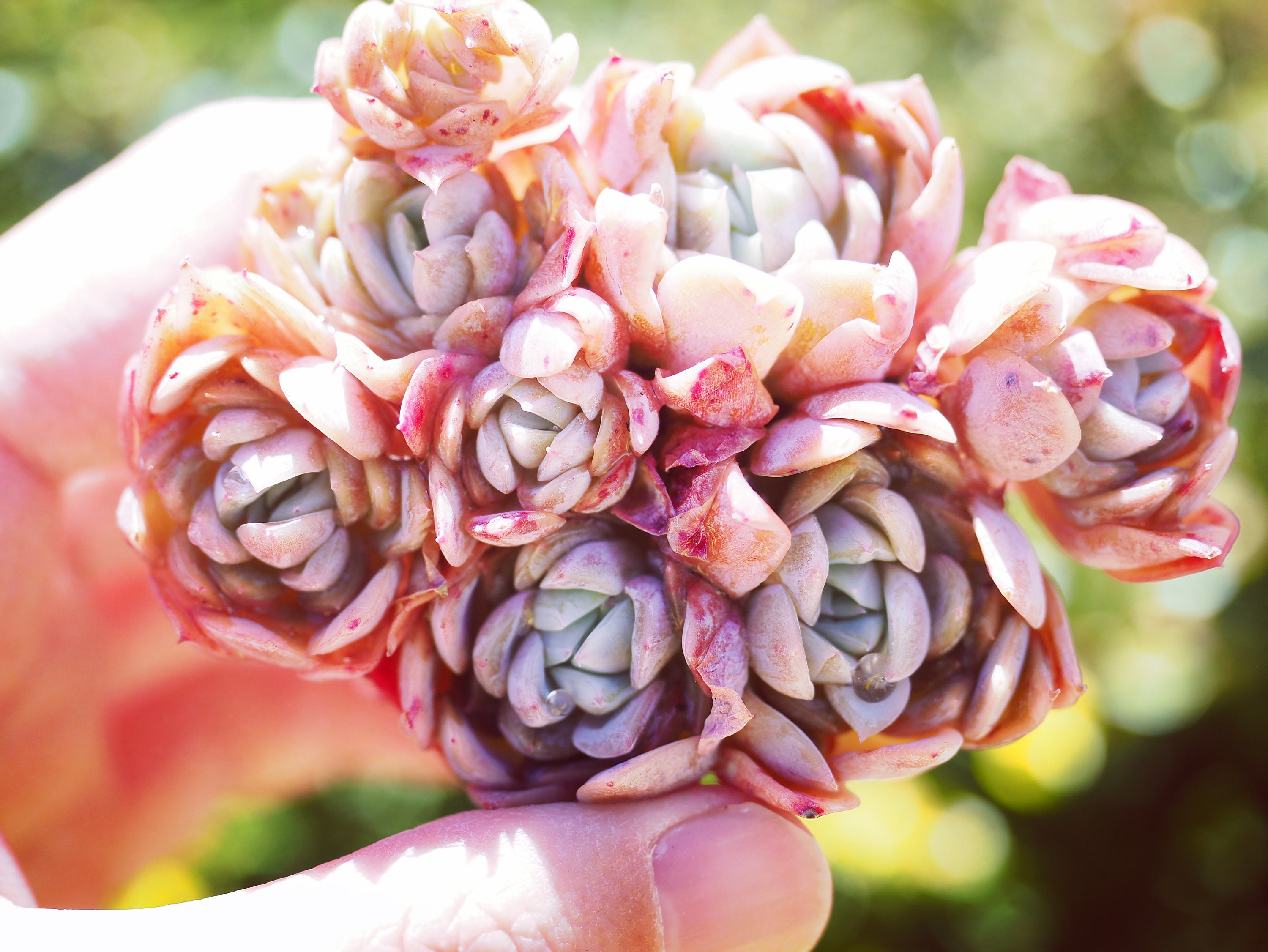 Real plants, Echeveria 'caribbean blue' clusters