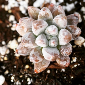 Rare succulent seeds, Echeveria tolimanensis, 10 seeds [SEEDS ONLY]