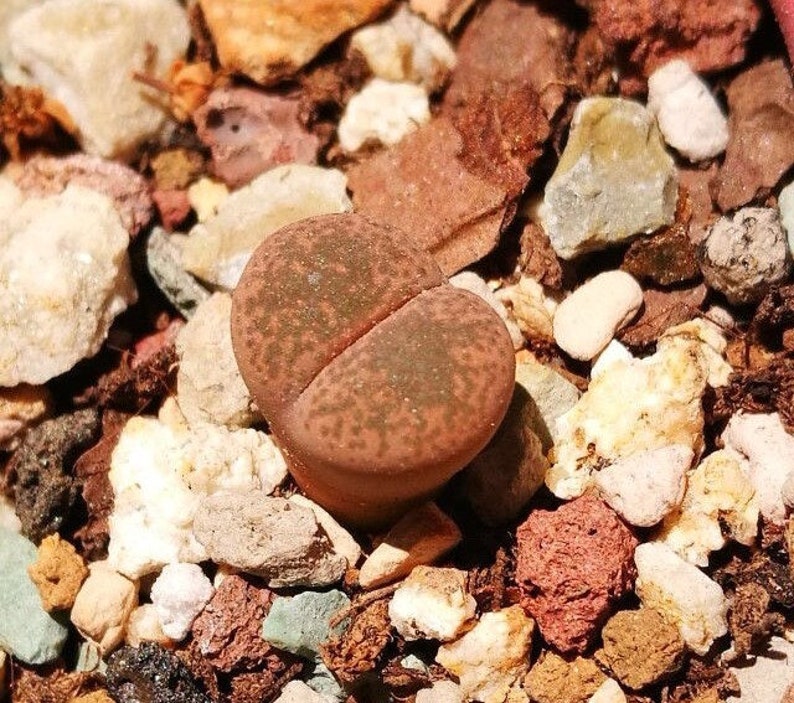 Lithops terricolor