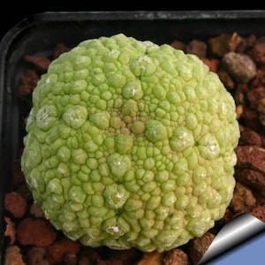Pseudolithos Migiurtinus, rare cactus, 2 seeds [SEEDS ONLY]