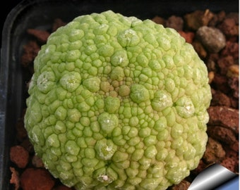 Pseudolithos Migiurtinus, rare cactus, 2 seeds