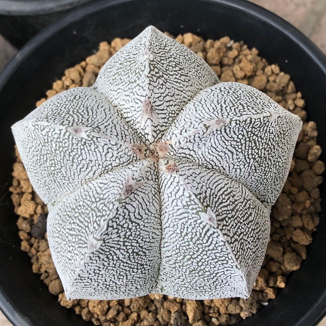 Astrophytum myriostigma v. strongylogonium/ seed grown