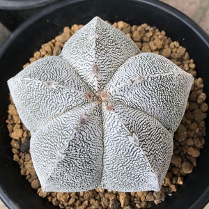 Astrophytum Myriostigma Onzuka, rare cactus, 5 seeds [SEEDS ONLY]