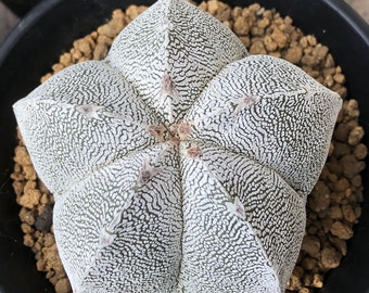 Astrophytum Myriostigma Onzuka, rare cactus, 5 seeds
