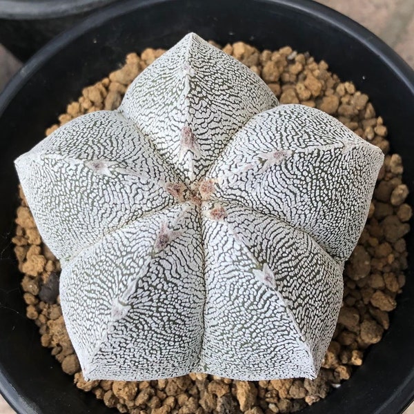 Astrophytum Myriostigma Onzuka, rare cactus, 5 seeds