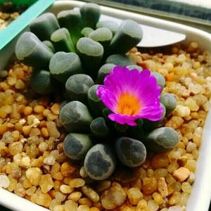 Frithia pulchra, rare succulent, 10 seeds image 2