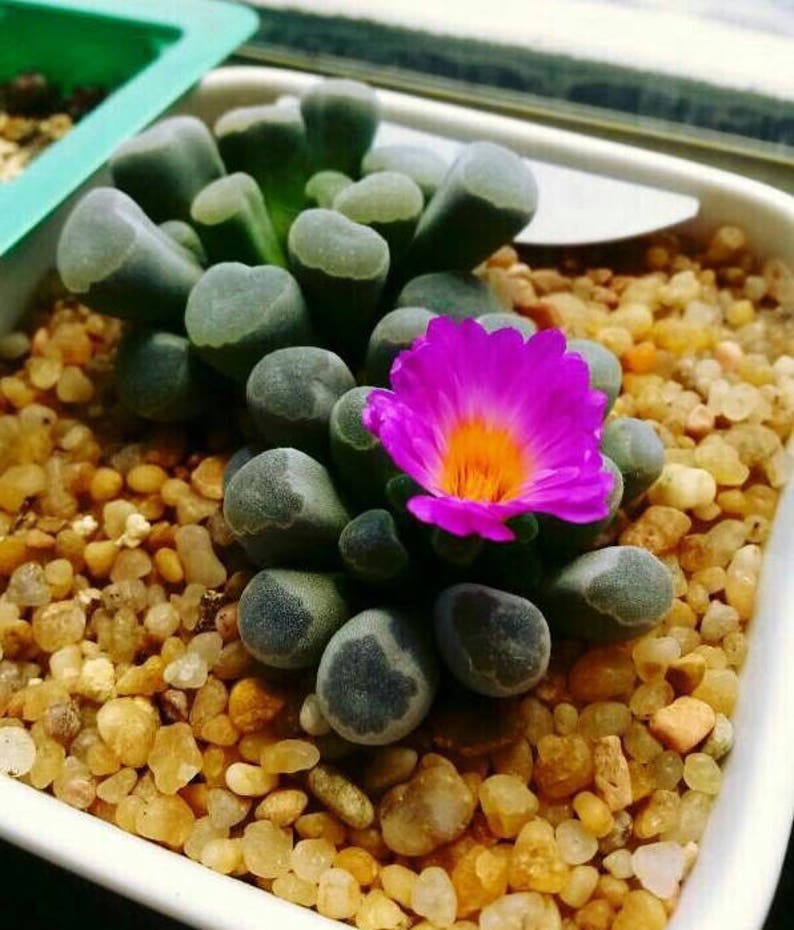 Frithia pulchra, rare succulent, 10 seeds image 2