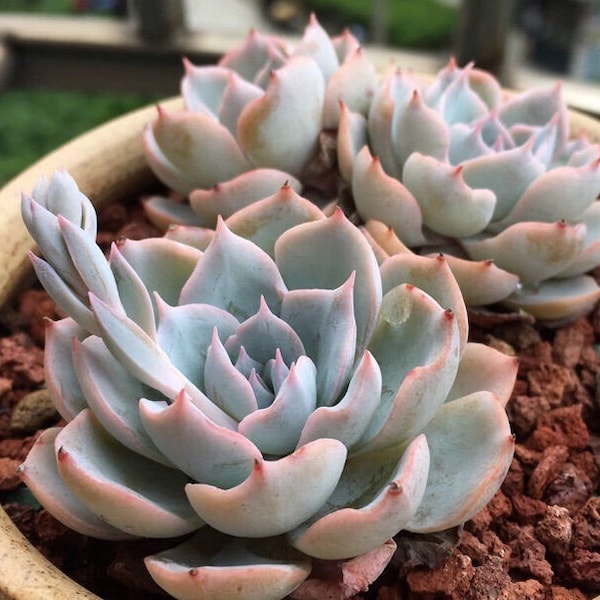 Echeveria peacockii, rare succulent, 10 seeds