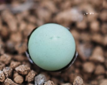 Rare succulent, Conophytum Calculus, 10 seeds