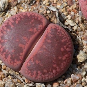 Lithops aucampiae Rudesheim Ruby, 10 semillas imagen 1