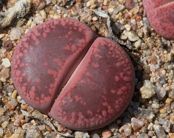 Lithops aucampiae Rudesheim Ruby, 10 semillas [SOLO SEMILLAS]