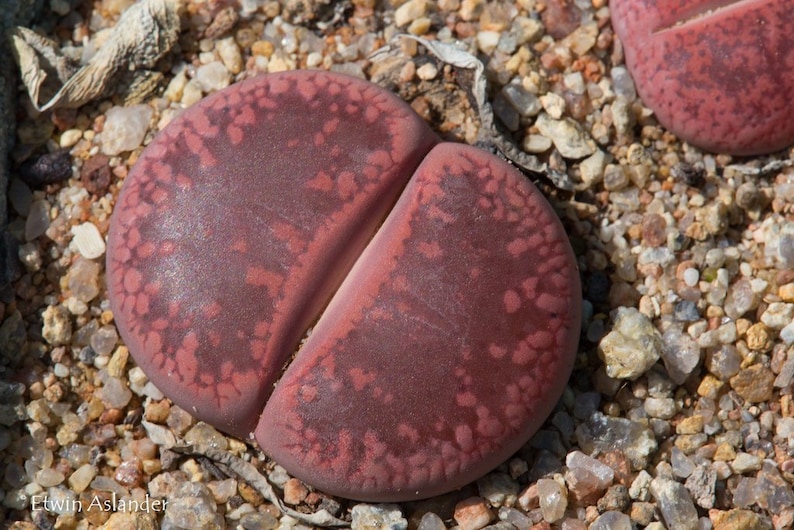 Lithops aucampiae Rudesheim Ruby, 10 semillas imagen 1