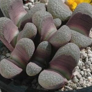 May include: A close-up of a group of succulent plants with fleshy, grey-green leaves with purple and green stripes. The plants are growing in a pot filled with small white rocks.