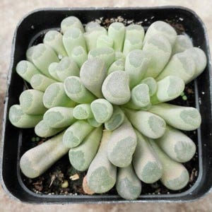 Frithia pulchra, rare succulent, 10 seeds image 3