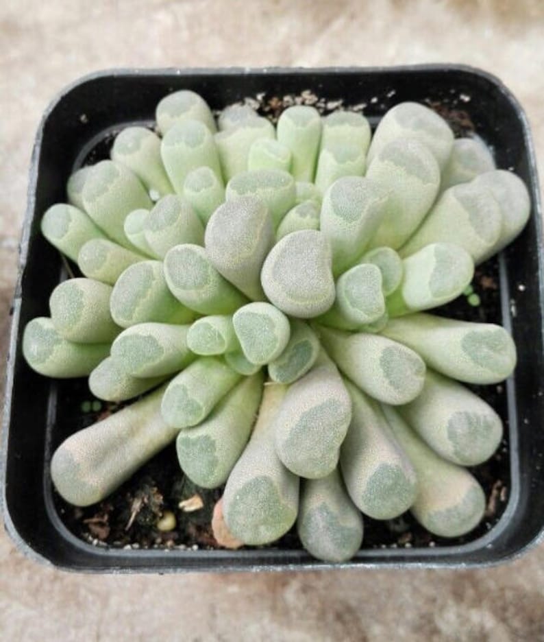 Frithia pulchra, rare succulent, 10 seeds image 3