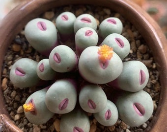 Rara suculenta, labio rojo de Conophytum Pageae, 10 semillas