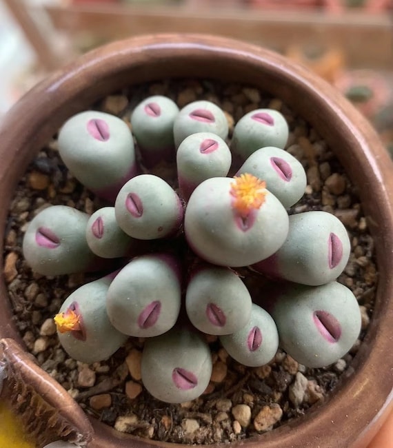 珍しい多肉植物の種子、コノフィツム・パゲア（赤唇形）、10粒入り