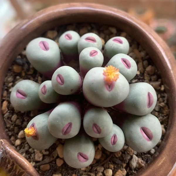 Rare succulent, Conophytum Pageae red lip, 10 seeds