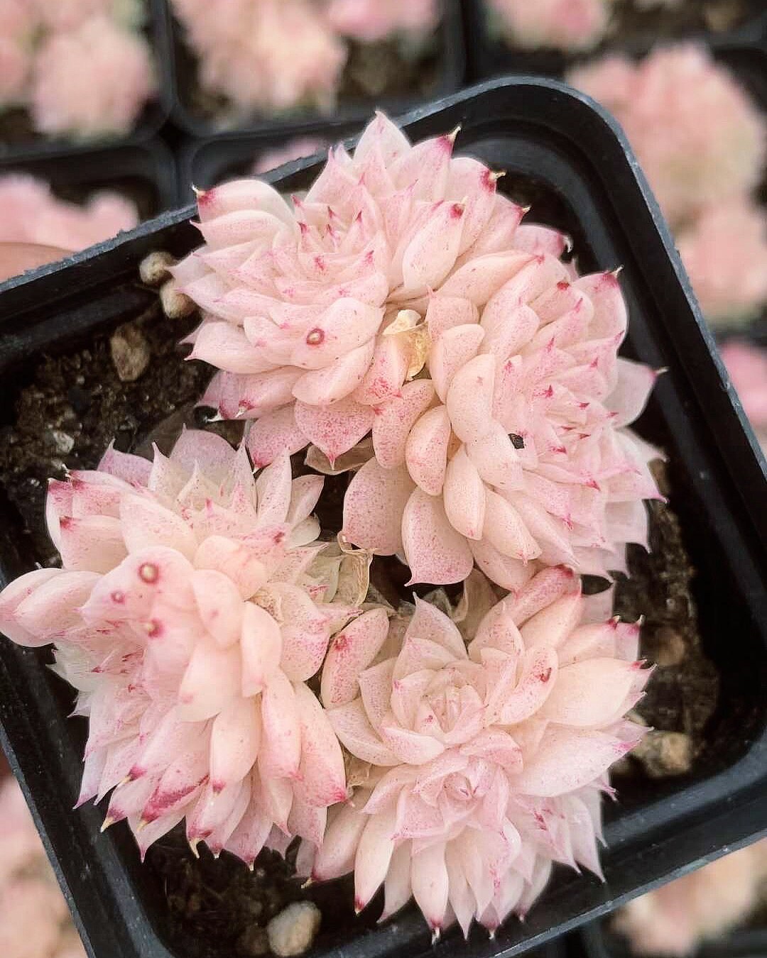 Real Plants, Echeveria Pink Jade Malgan Cluster - Etsy
