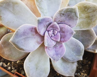 Real plants, Graptoveria Bainesii