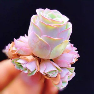 Greenovia aurea sp Amber, pink succulent, rare succulent, 10 seeds image 1