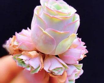 Greenovia aurea sp Amber, pink succulent, rare succulent,  10 seeds [SEEDS ONLY]