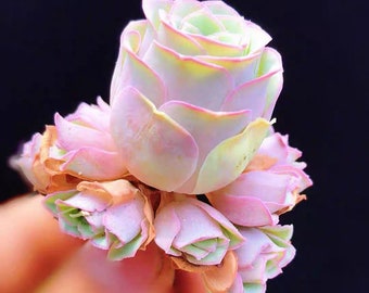 Greenovia aurea sp Amber, pink succulent, rare succulent,  10 seeds