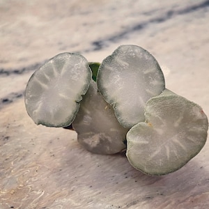 Real plants, Haworthia maughanii &quot;White Lens&quot;, Rare succulent seeds