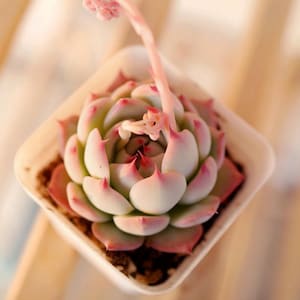 May include: A small succulent plant with pink and green leaves in a white square pot. The plant has a single stem with a pink flower bud.