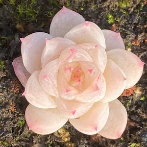 Echeveria Malgan, sementes suculentas raras, 10 sementes [SOMENTE SEMENTES]