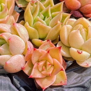 Echeveria icy Malgan mix, pink succulent, rare succulent,  10 seeds [SEEDS ONLY]