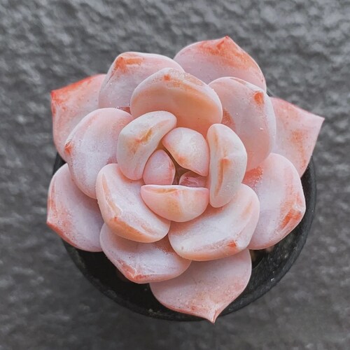Echeveria Cream Tea Seeds: Rare Hybrid Succulent (10 Seeds)