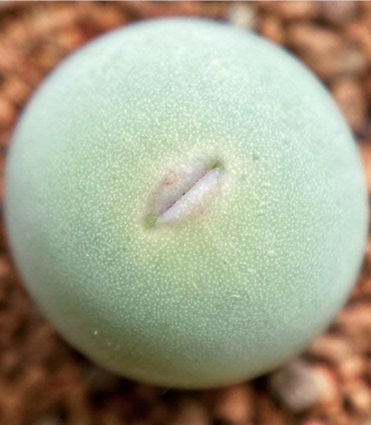 コノフィツム カルキュルス バンジリー SH433 il_1080xN.4155576654_21gt.jpg